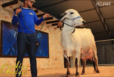 Leilão Fazenda Mutum (22)